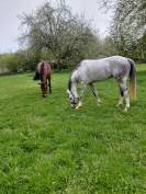 Jument 5ans chacco white