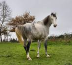 Hongre. 9 ans psar