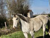 Hongre. 9 ans psar