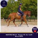 Gelding Thoroughbred For sale 2023 Chesnut
