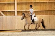 Jument - Fjord - 8 ans - Dressage & Loisir - France