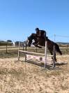 PFS 5 ans | Hongre | 1m47 non ferr&eacute;