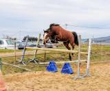 PFS 5 ans | Hongre | 1m47 non ferr&eacute;