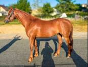 Poney C de sport 