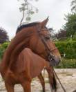 Cheval de loisir ++