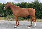 Cheval amateur Elite +++ 