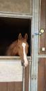 Cheval amateur Elite +++ 