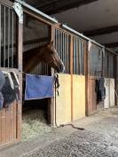 Cheval amateur Elite +++ 
