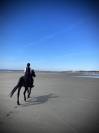Cherche cavalier(e)