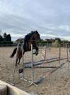 Cherche cavalier(e)