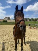 Cherche cavalier(e)