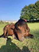 Cherche cavalier(e)