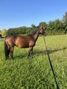 Jument 8 ans - Imperia de Bricard