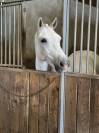 Demi pension poney camargue
