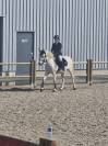 Demi pension poney camargue