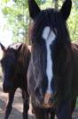 cheval M&eacute;rens robe remarquable