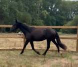 cheval M&eacute;rens robe remarquable