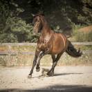 Hongre PRE PP 3 ans