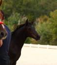Magnifique pouliche de dressage 