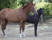 Magnifique pouliche de dressage 
