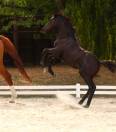 Magnifique pouliche de dressage 