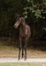 Magnifique pouliche de dressage 