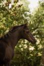 Magnifique pouliche de dressage 