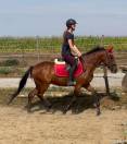 Poney D super chic potentiel cso