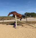 Poney D super chic potentiel cso