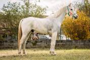 PSAR - 11 ans - 1m52