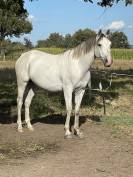 Cheval de loisirs