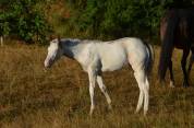 POULAIN PAINT HORSE