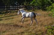 POULAIN PAINT HORSE