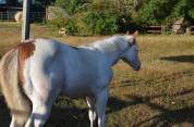 POULAIN PAINT HORSE