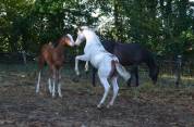 POULAIN PAINT HORSE