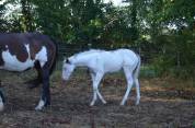 POULAIN PAINT HORSE