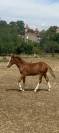 Poulain PFS