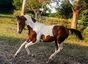Magnificent 2-Year-Old Zangersheide Piebald Colt