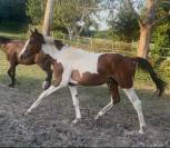 Magnificent 2-Year-Old Zangersheide Piebald Colt