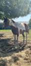 Magnificent 2-Year-Old Zangersheide Piebald Colt