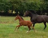 Pouliche d'avenir pour le sport