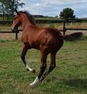Pouliche d'avenir pour le sport
