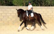 Ruin KWPN Nederlands sportpaard Te koop 2019 Bruin / Bai
