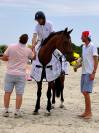 Hongre 6 ans par Chrome d'ivraie 