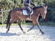 Hongre 6 ans par Chrome d'ivraie 