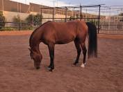 SEMENTAL P.RA EN GRAN CANARIA ESPA&Ntilde;A EN VENTA!!!!!!!!!!