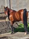 SEMENTAL P.RA EN GRAN CANARIA ESPA&Ntilde;A EN VENTA!!!!!!!!!!