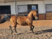 SEMENTAL P.RA EN GRAN CANARIA ESPA&Ntilde;A EN VENTA!!!!!!!!!!