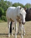 Paint horse 1 an 