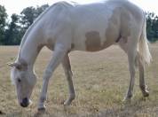 Paint horse 1 an 